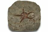 Huge Fossil Brittle Star (Ophiura) With Carpoids - Morocco #322493-1